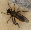 Choerades fimbriata